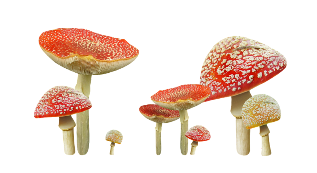 Mushrooms
