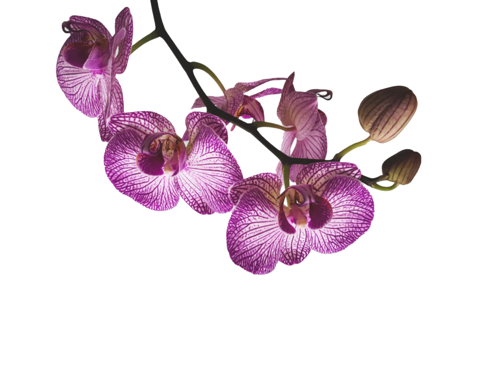Orchid